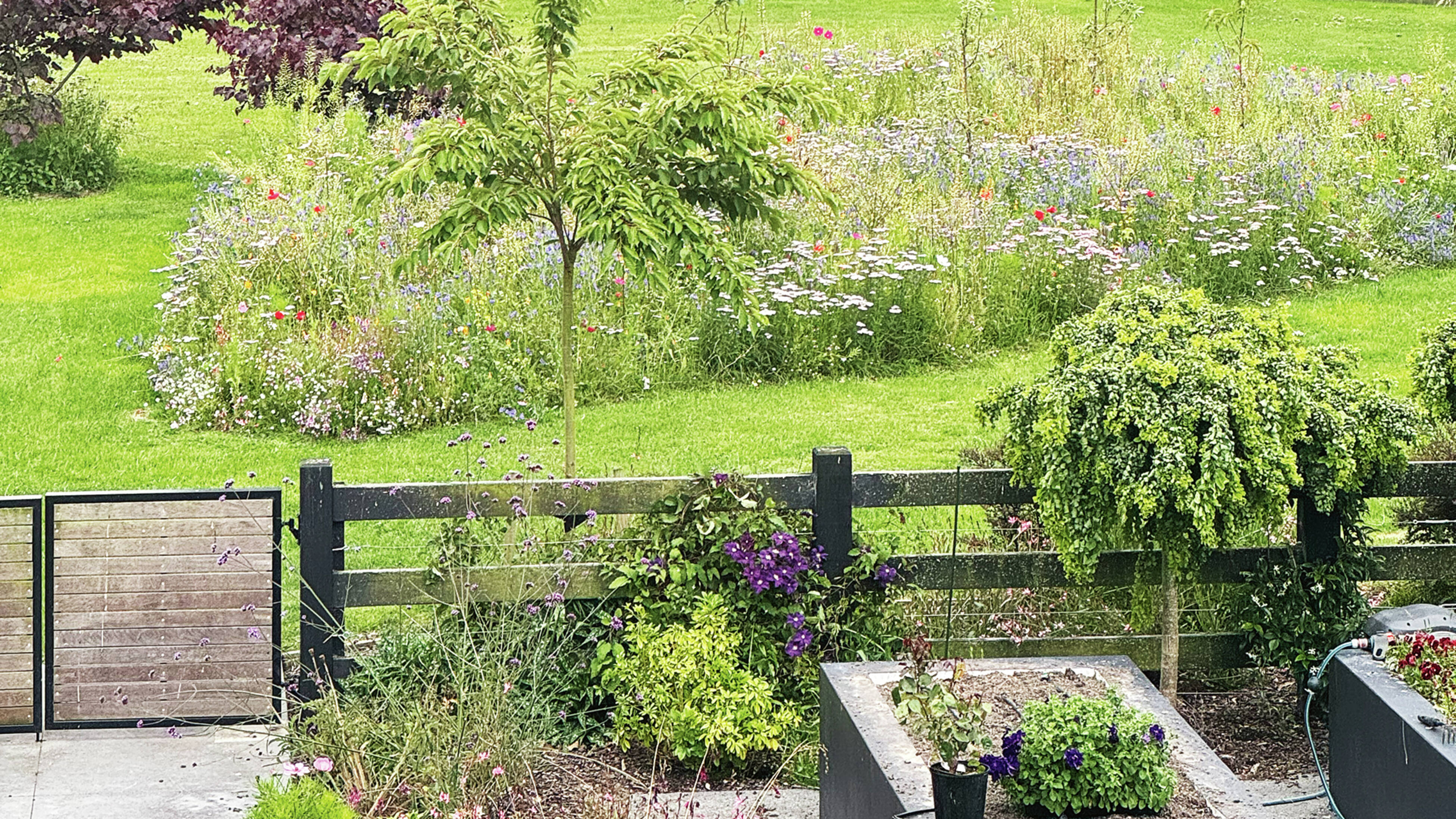 A wild garden with a black fence, raised garden beds, and a vibrant wildflower meadow in the background.