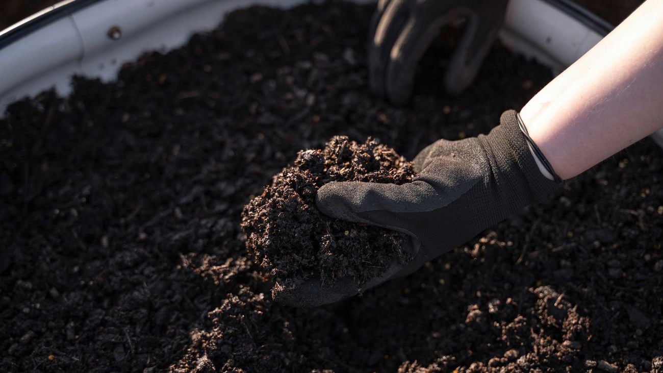 Luscious lettuce beds: Discover the key steps for optimal growth