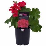 140mm Geranium Big Pink - Geranium calliope