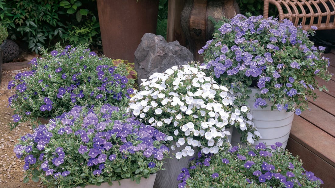 Close-up of plants in grey pots with bright, purple flowers