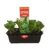 Lettuce Iceburg Punnet - Grow Your Own Range