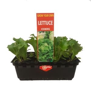 Lettuce Iceburg Punnet - Grow Your Own Range