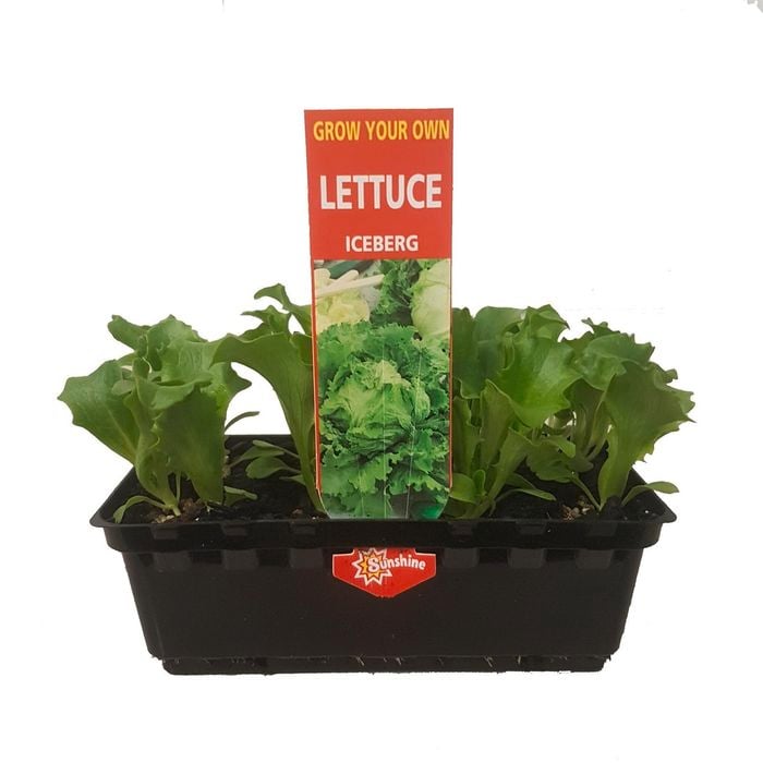 Lettuce Iceburg Punnet - Grow Your Own Range