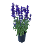 140mm Salvia Sallyfun - Salvia farinacea