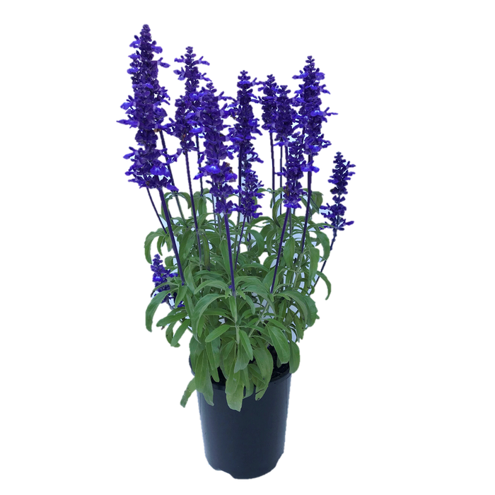 140mm Salvia Sallyfun - Salvia farinacea