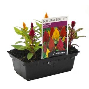 Celosia Geisha Punnet - Celosia plumosa