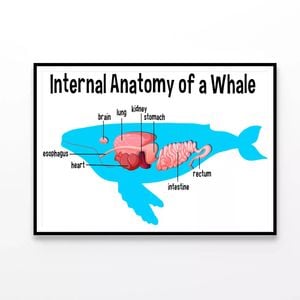 Internal Anatomy of a Whale  Print 100% Australian Made 120x90cm  (Poster)