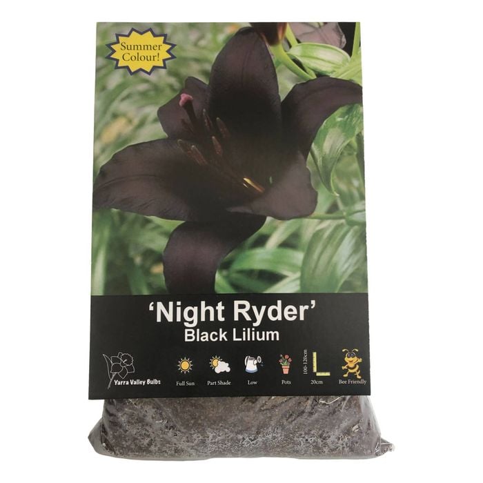 Yarra Valley Bulbs Lilium Night Ryder - 1 Pack