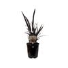 1.9L Phormium Dark Delight - Phormium tenax