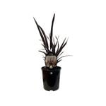 1.9L Phormium Dark Delight - Phormium tenax
