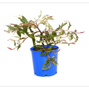 250mm Grevillea Royal Mantle