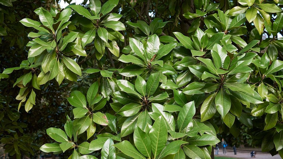 A deciduous magnolia tree.