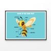 New (Laminated) Bee Body Part Educational Chart Picture Print 60x90cm Poster