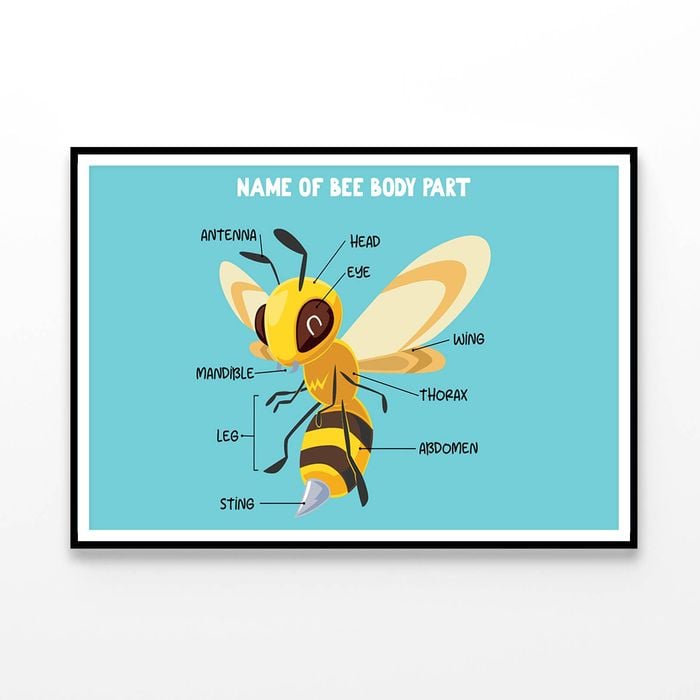 New (Laminated) Bee Body Part Educational Chart Picture Print 60x90cm Poster