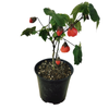 2.5L Dwarf Abutilon Red- Abutilon species