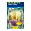 Fiesta Flower Bulbs Iris Germanica Distant Chimes Bulb