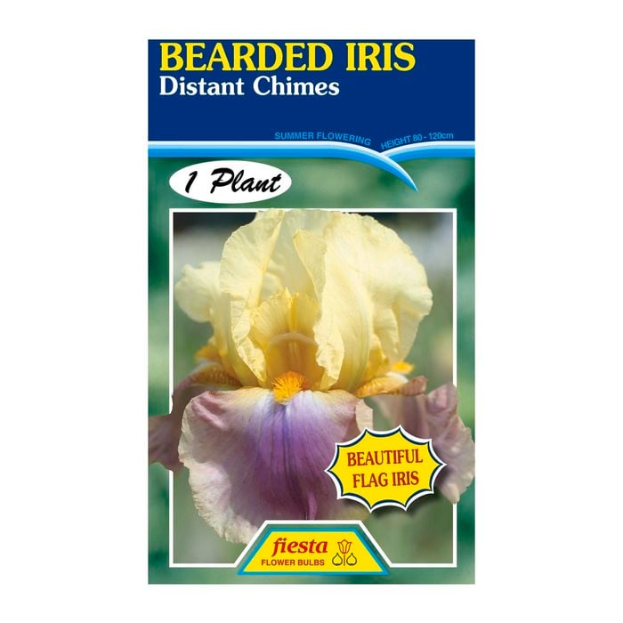 Fiesta Flower Bulbs Iris Germanica Distant Chimes Bulb