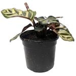 120mm Peacock Plant - Goeppertia makoyana
