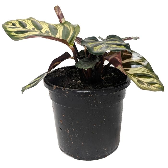 120mm Peacock Plant - Goeppertia makoyana