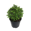 4.5L Pittosporum Golfball - Pittosporum tenuifolium