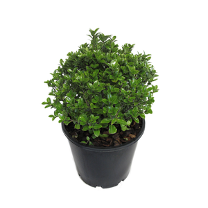 4.5L Pittosporum Golfball - Pittosporum tenuifolium