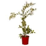 200mm Acmena Fire Screen - Acmena smithii