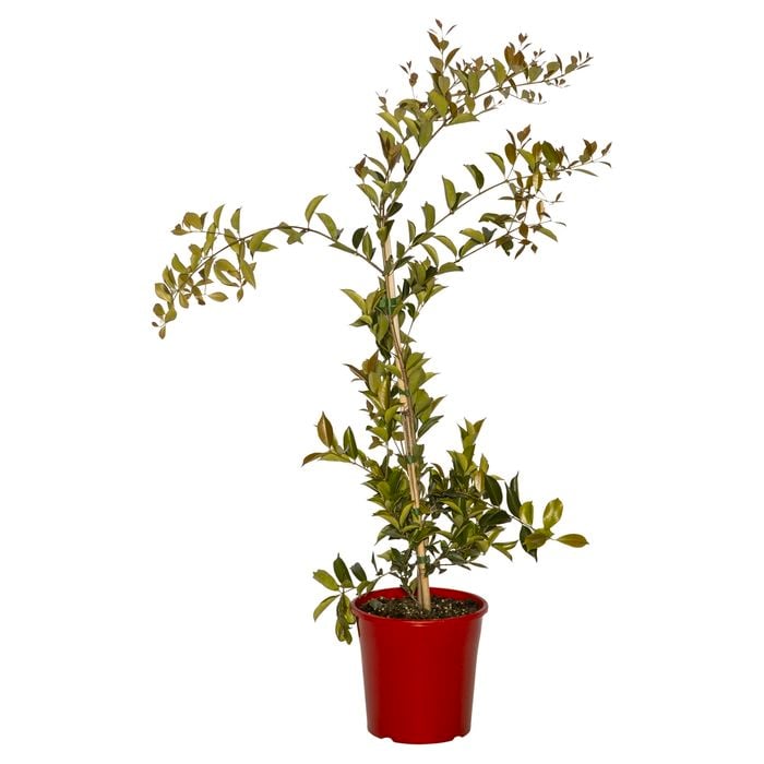 200mm Acmena Fire Screen - Acmena smithii