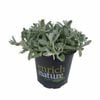 120mm Snow In Summer - Cerastium