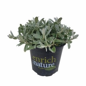 120mm Snow In Summer - Cerastium