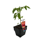 100mm Tomato Value Red - Grosse Lisse/Roma/Sweetbite Lycopersicon esculentum