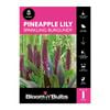 Bloomin Bulbs Pineapple Lily Sparkling Burgundy - 1 Pack