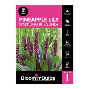 Bloomin Bulbs Pineapple Lily Sparkling Burgundy - 1 Pack