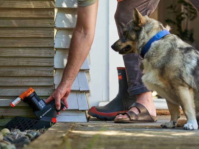 An A24 trap being placed outside whilst a rather chunky looking dog observes