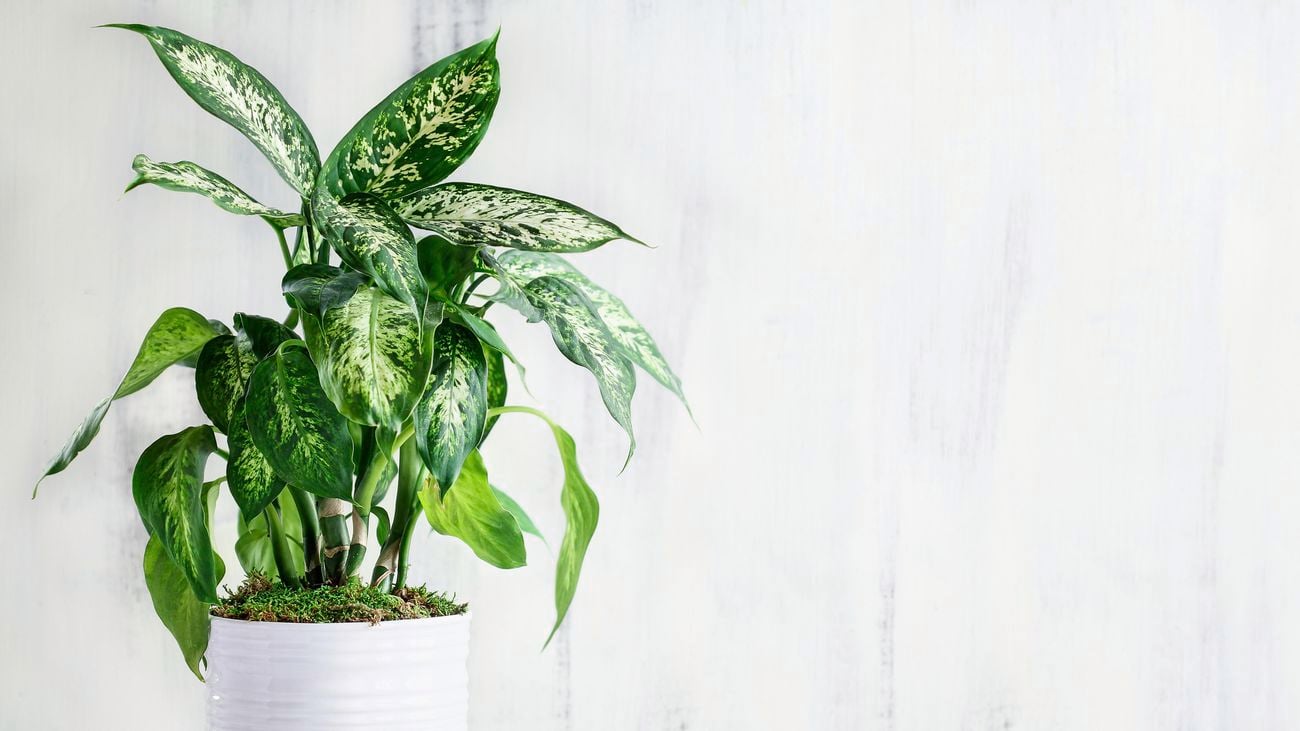 Plant in a white pot.