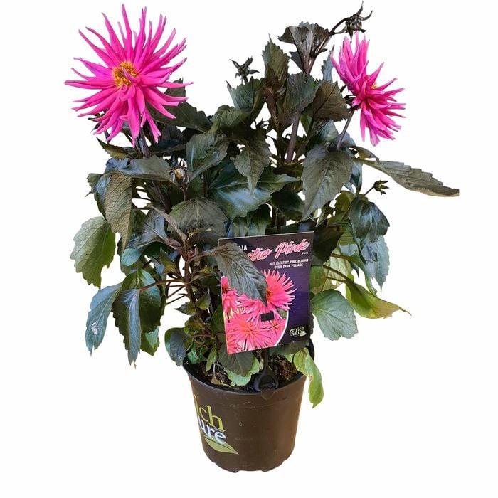 170mm Cactus Dahlia - Dahlia