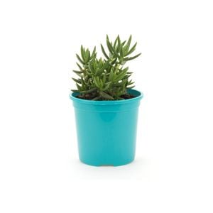 105mm Bright and Easy - Crassula Tetragona