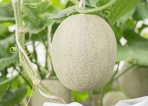 Close up of a rockmelon on the vine with green leaves in the background.