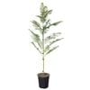 4L Jacaranda - Jacaranda mimisaefolia