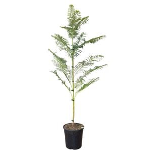 4L Jacaranda - Jacaranda mimisaefolia