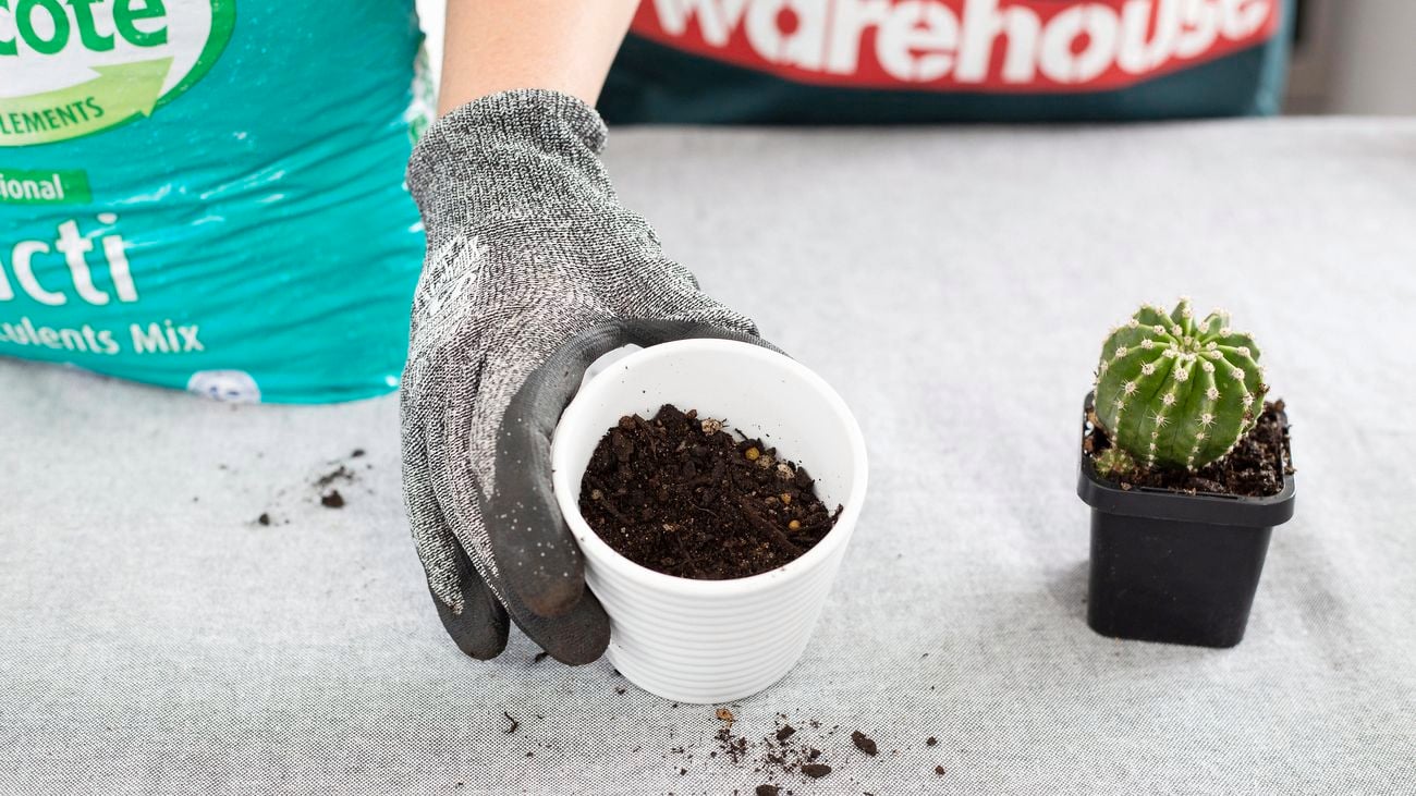 A person holding a small white pot with cactus potting mix in it.