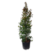 10L Lilly Pilly - Syzygium australe Ventenatii