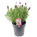 200mm Lavender Pink Queen - Lavandula pedunculata