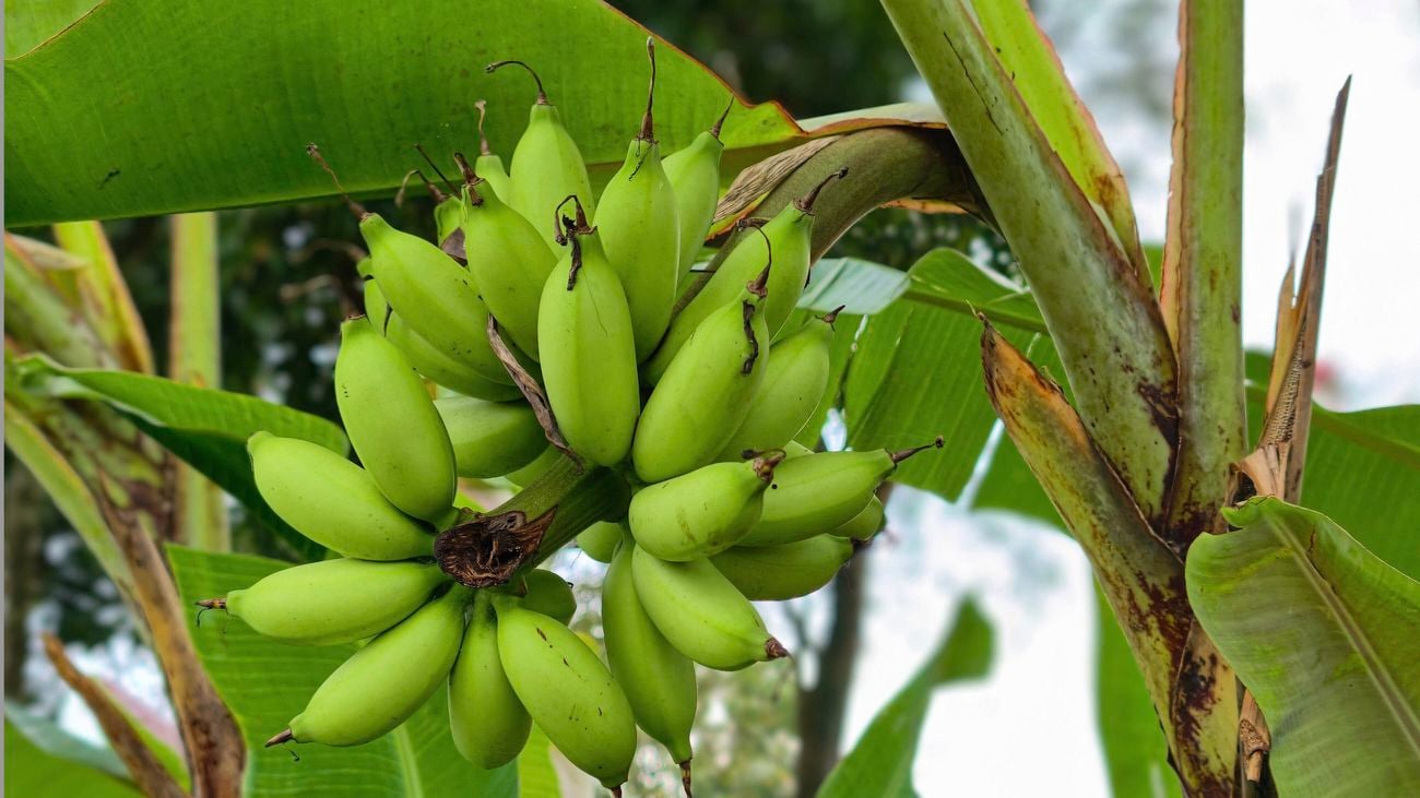 A bunch of green bananas on a tree. [[2609NZ] P...l Fruit_V1 | Word]