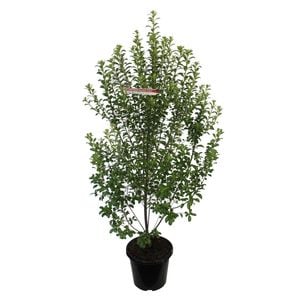 6L Pittosporum Mountain Green - Pittosporum tenuifolium