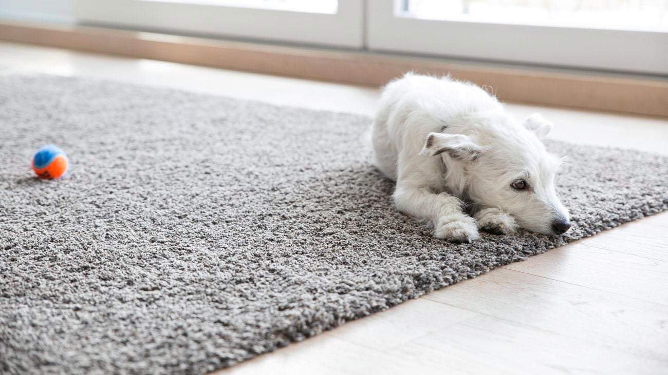 A grey rug covering a wooden floor, with a small white dog lying on it next to a tennis ball
