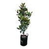 25L Laurel Magnolia - Magnolia grandiflora Little Gem