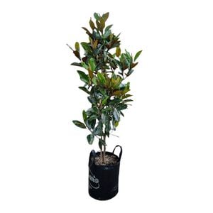 25L Laurel Magnolia - Magnolia grandiflora Little Gem