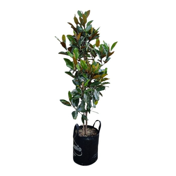 25L Laurel Magnolia - Magnolia grandiflora Little Gem