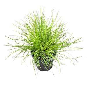 140mm Lomandra Little Con - Lomandra confertifolia