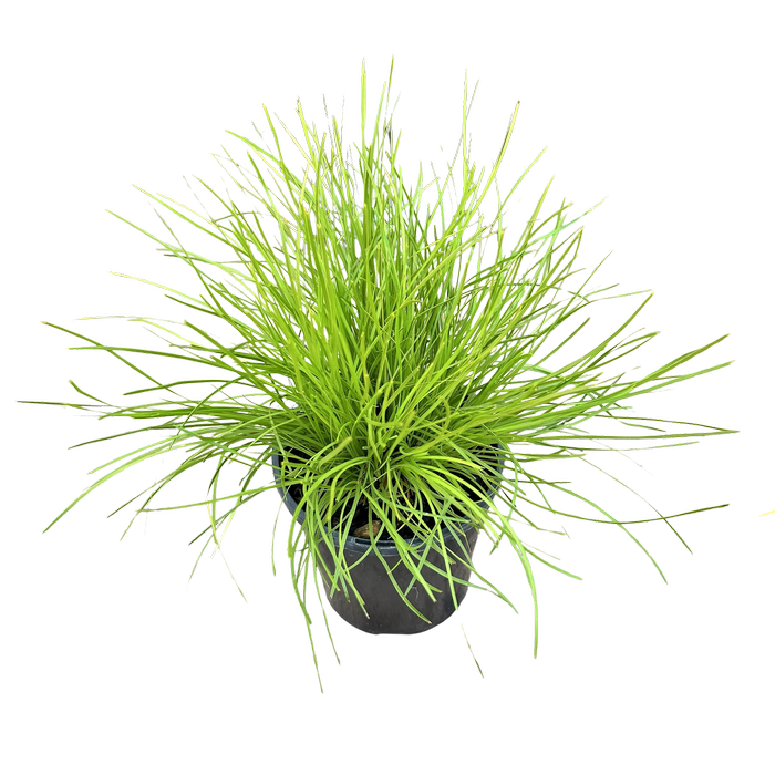 140mm Lomandra Little Con - Lomandra confertifolia